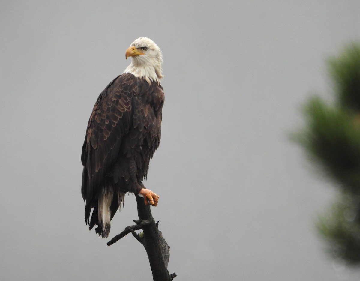 Bald Eagle - ML644722453