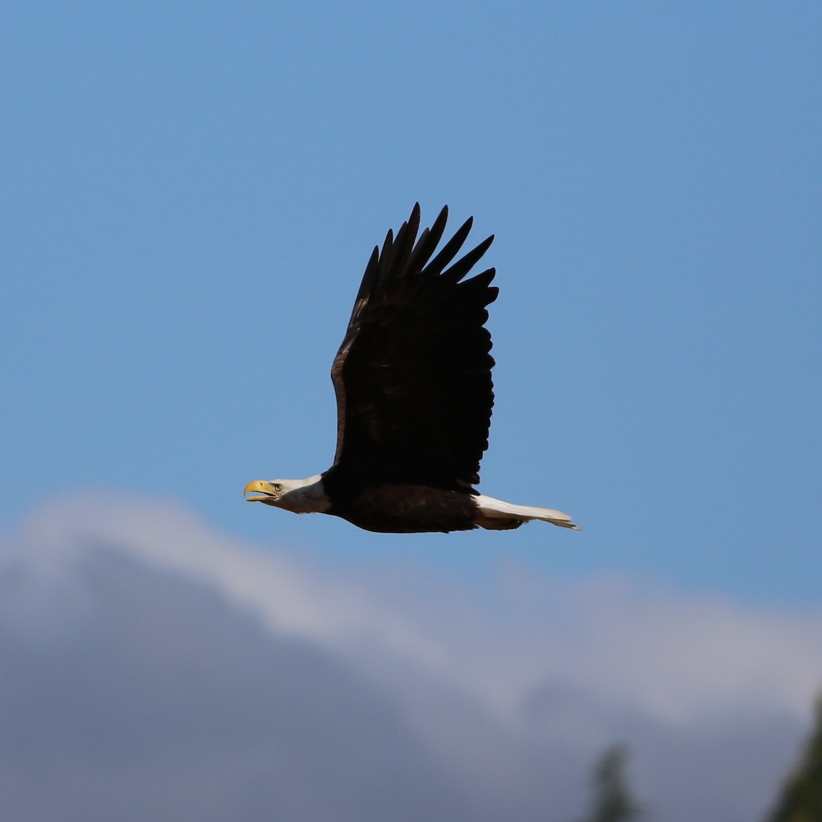 Bald Eagle - ML644722454