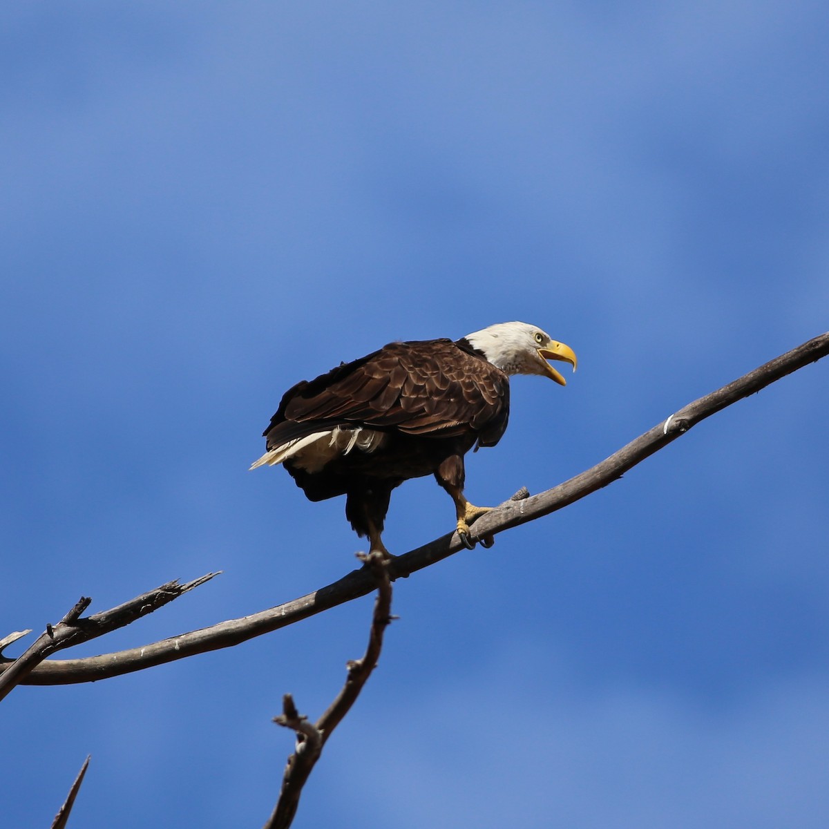 Bald Eagle - ML644722455