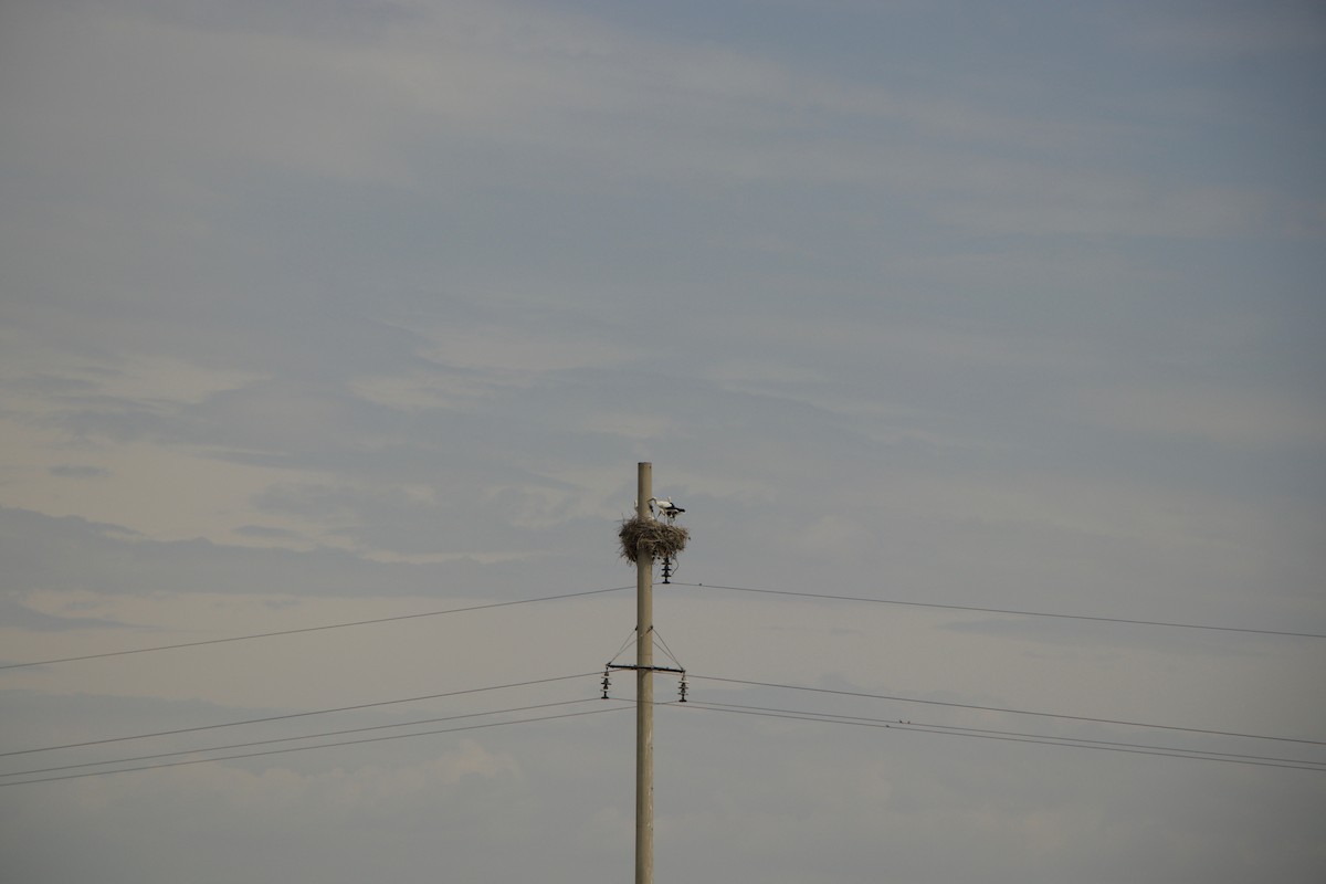 White Stork - ML644722458