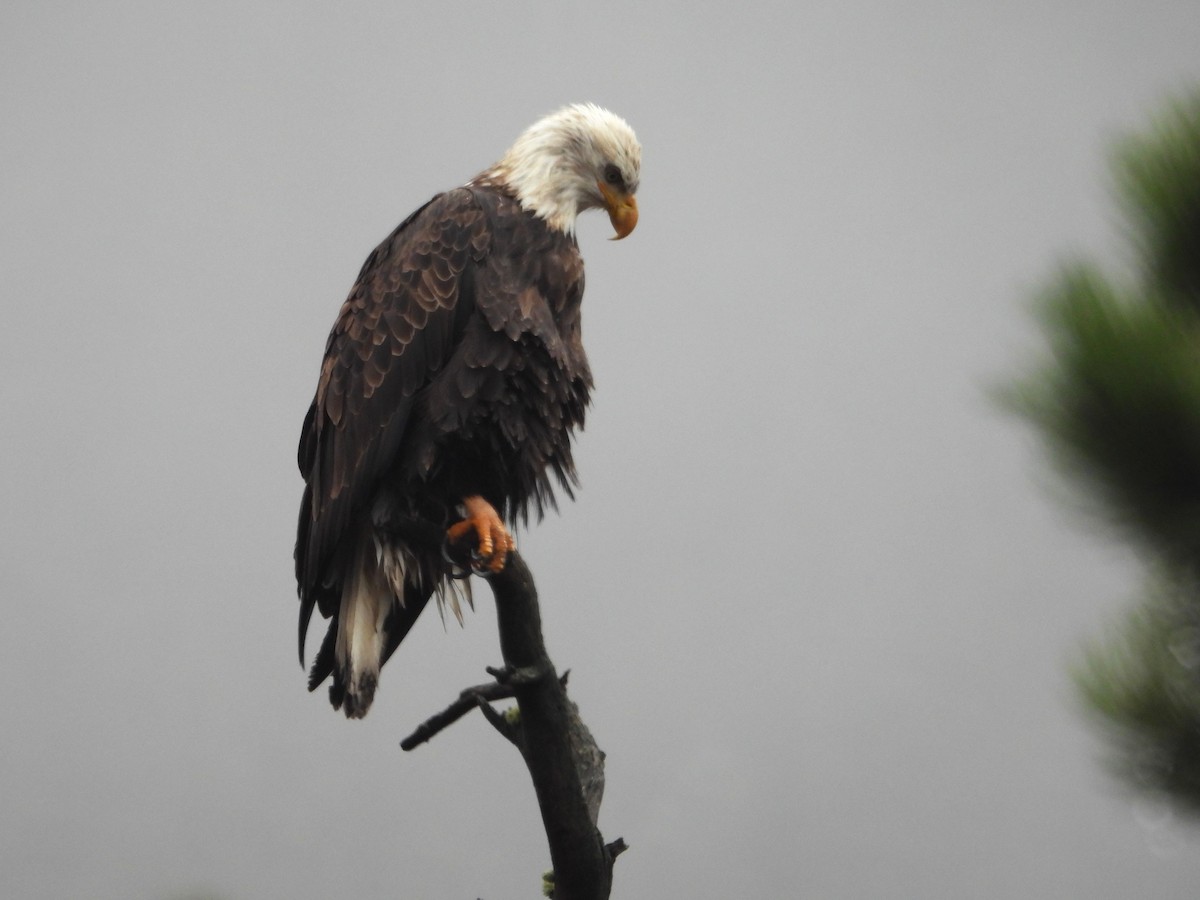 Bald Eagle - ML644722464