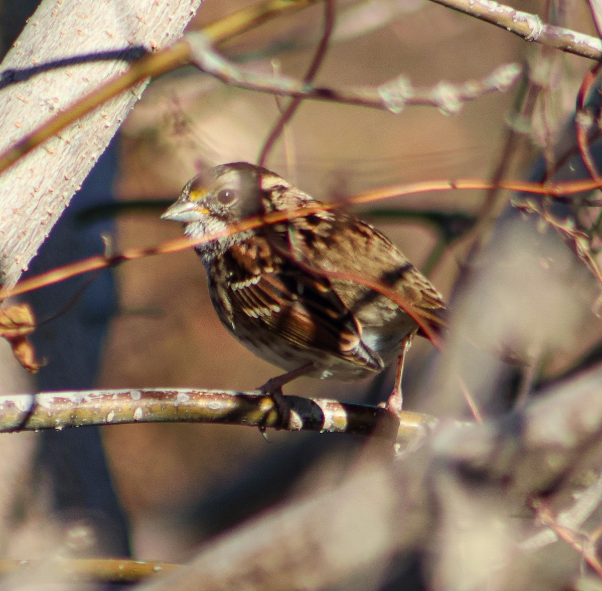 Bruant à gorge blanche - ML644722467