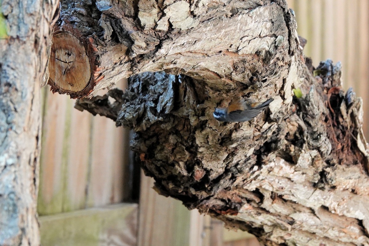 Red-breasted Nuthatch - ML644722469