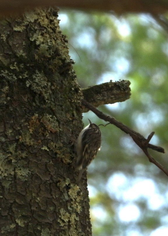Brown Creeper - ML644722470