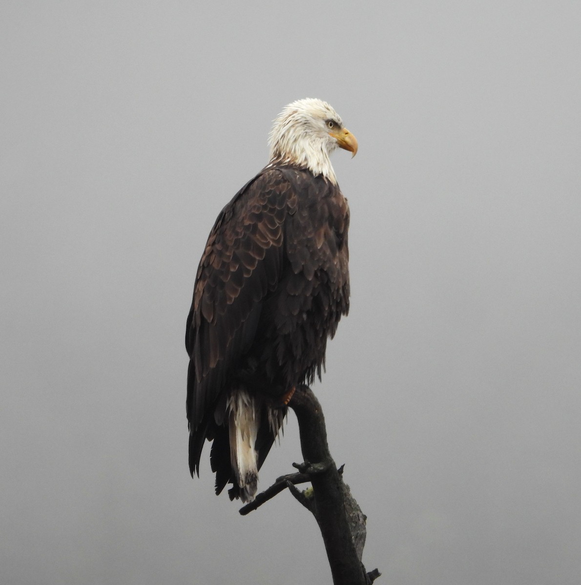 Bald Eagle - ML644722482
