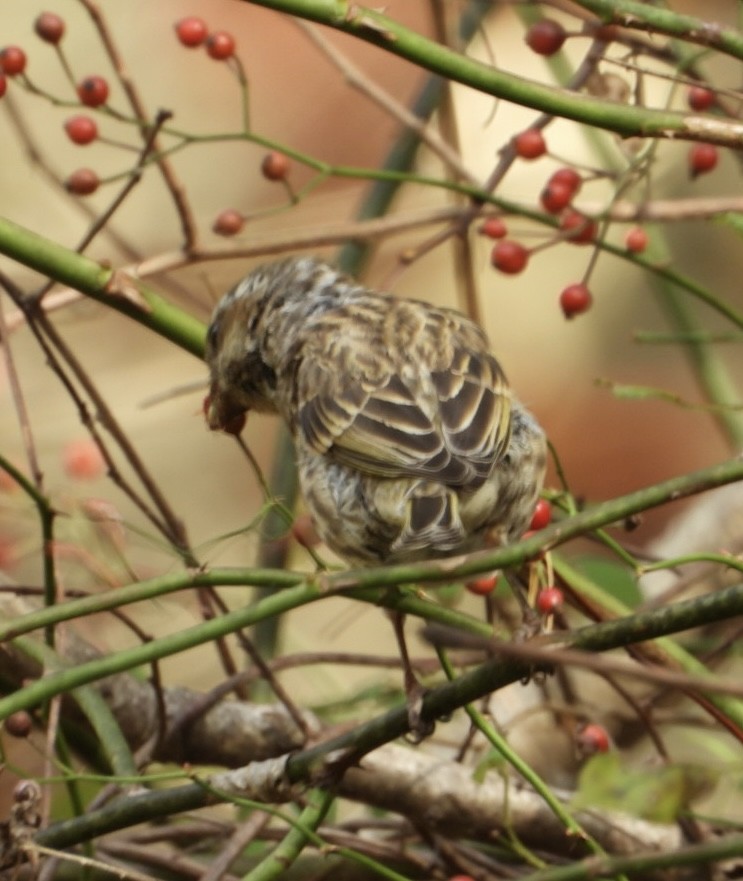 Purple Finch - ML644722492