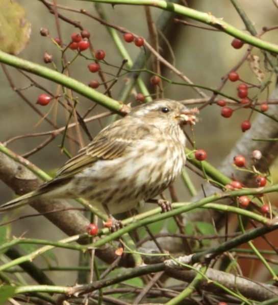 Purple Finch - ML644722493