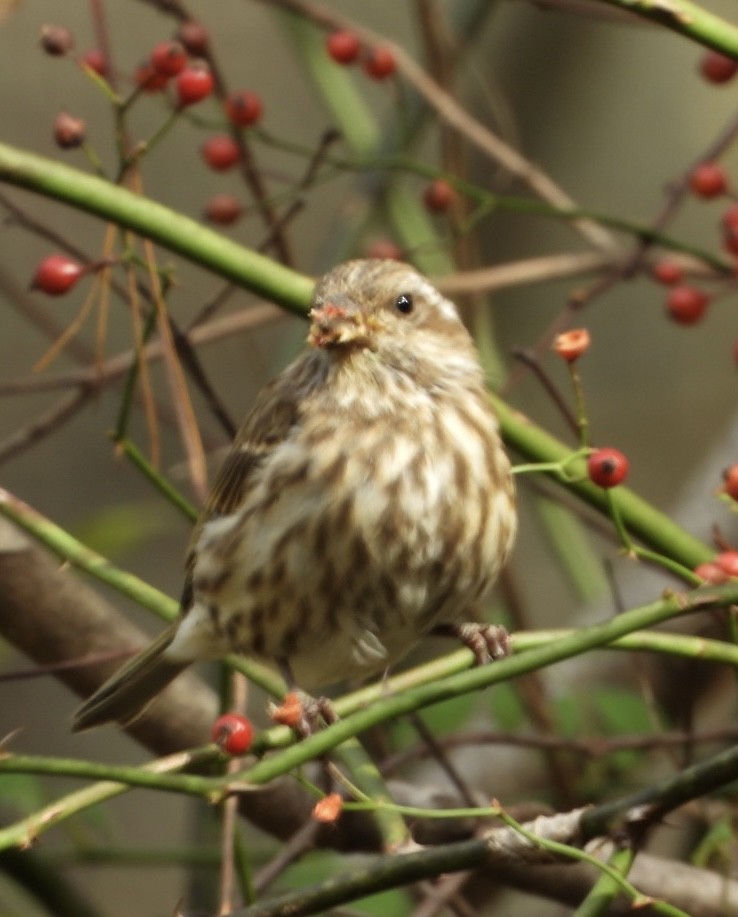 Purple Finch - ML644722494