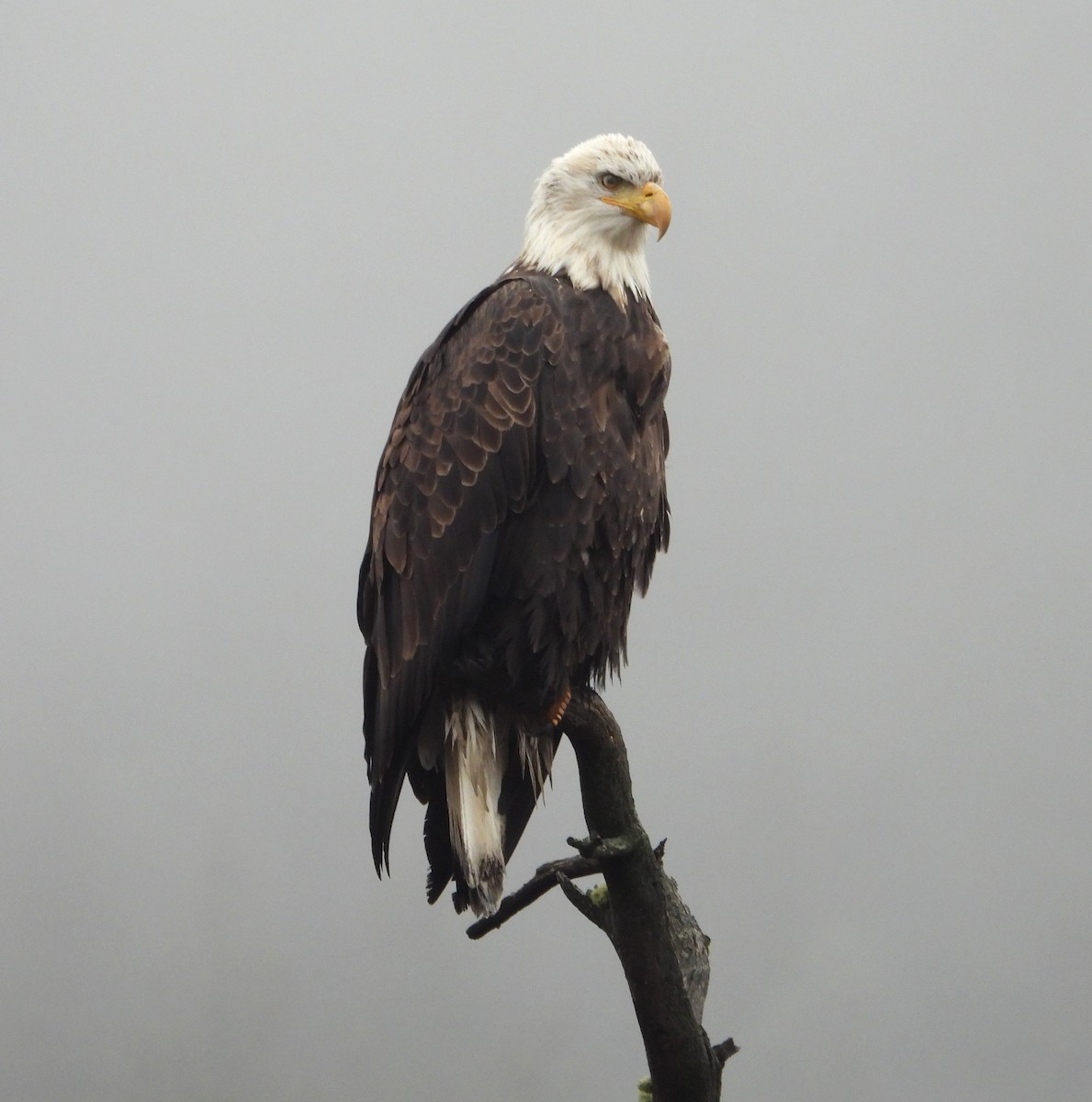 Bald Eagle - ML644722497
