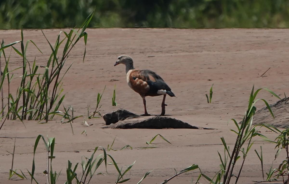 Orinoco Goose - ML644722499