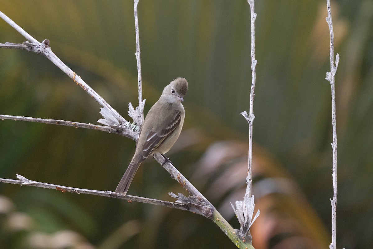 Yellow-bellied Elaenia - ML644722500