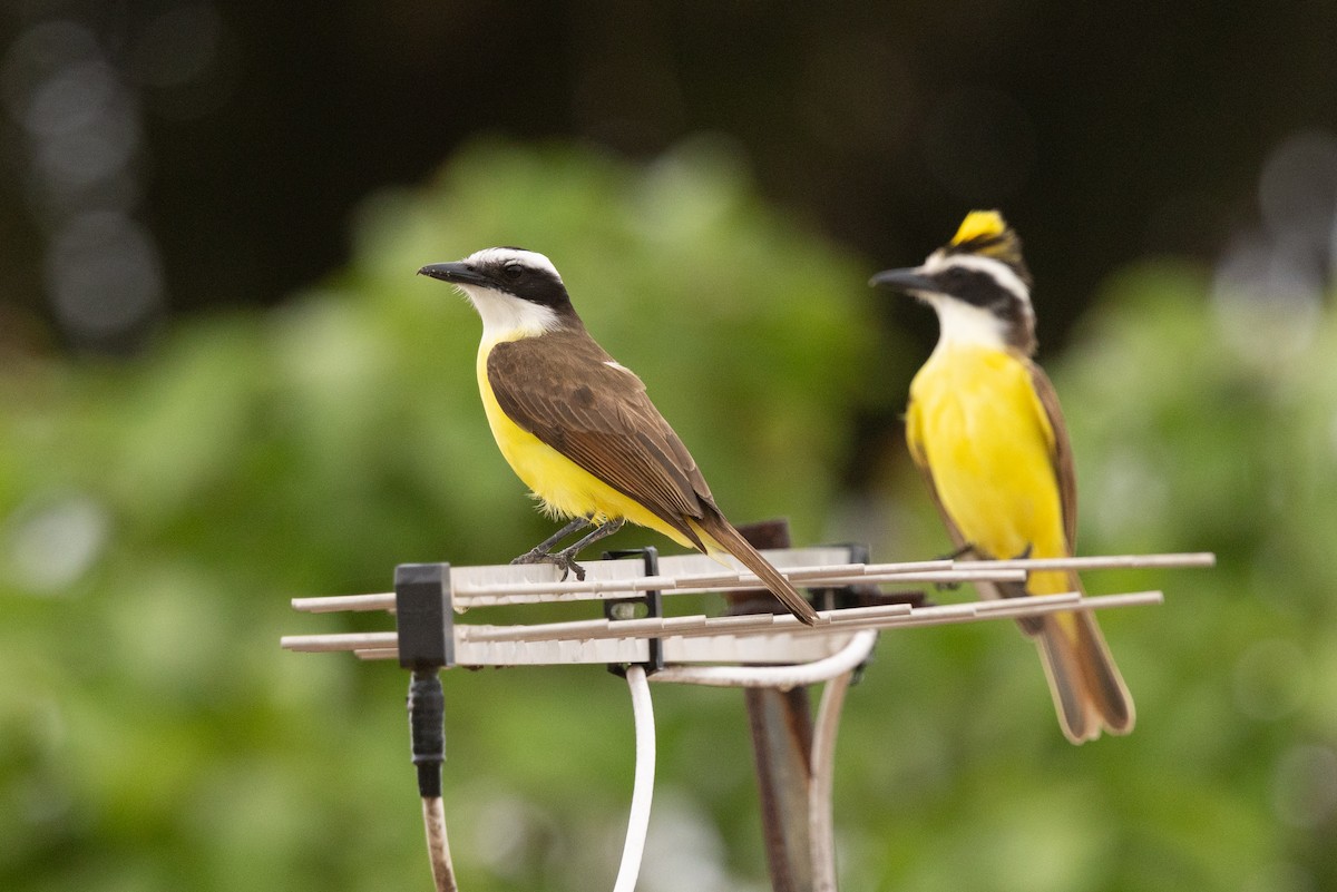 Great Kiskadee - ML644722502