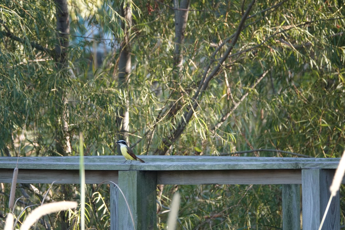 Great Kiskadee - ML644722503