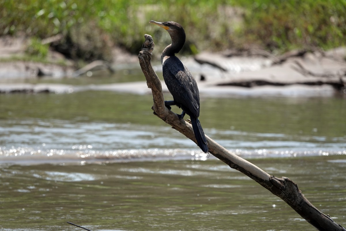 Neotropic Cormorant - ML644722505