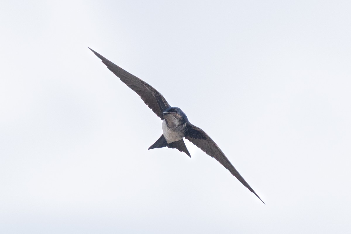Gray-breasted Martin - ML644722506