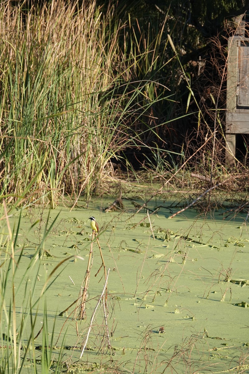 Great Kiskadee - ML644722507