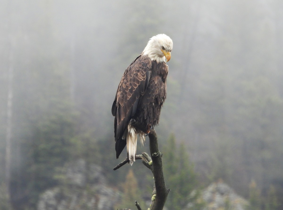 Bald Eagle - ML644722508