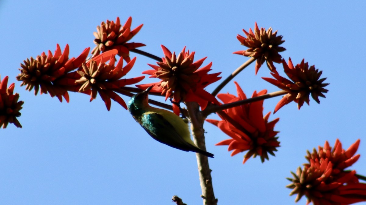 Collared Sunbird - ML644722509