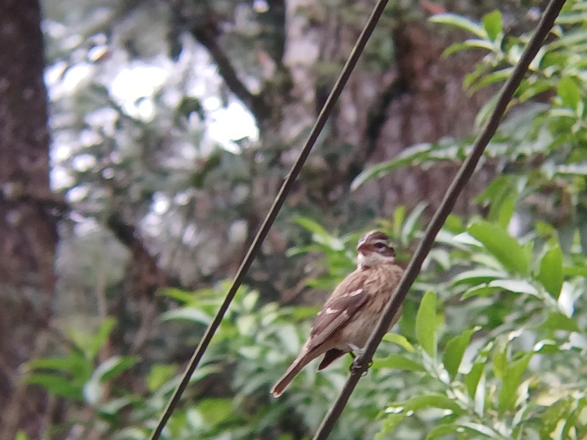 Rose-breasted Grosbeak - ML644722515