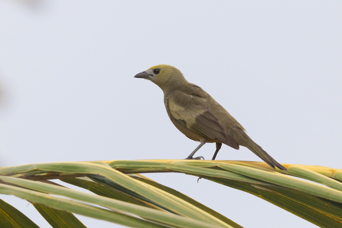 Palm Tanager - ML644722516