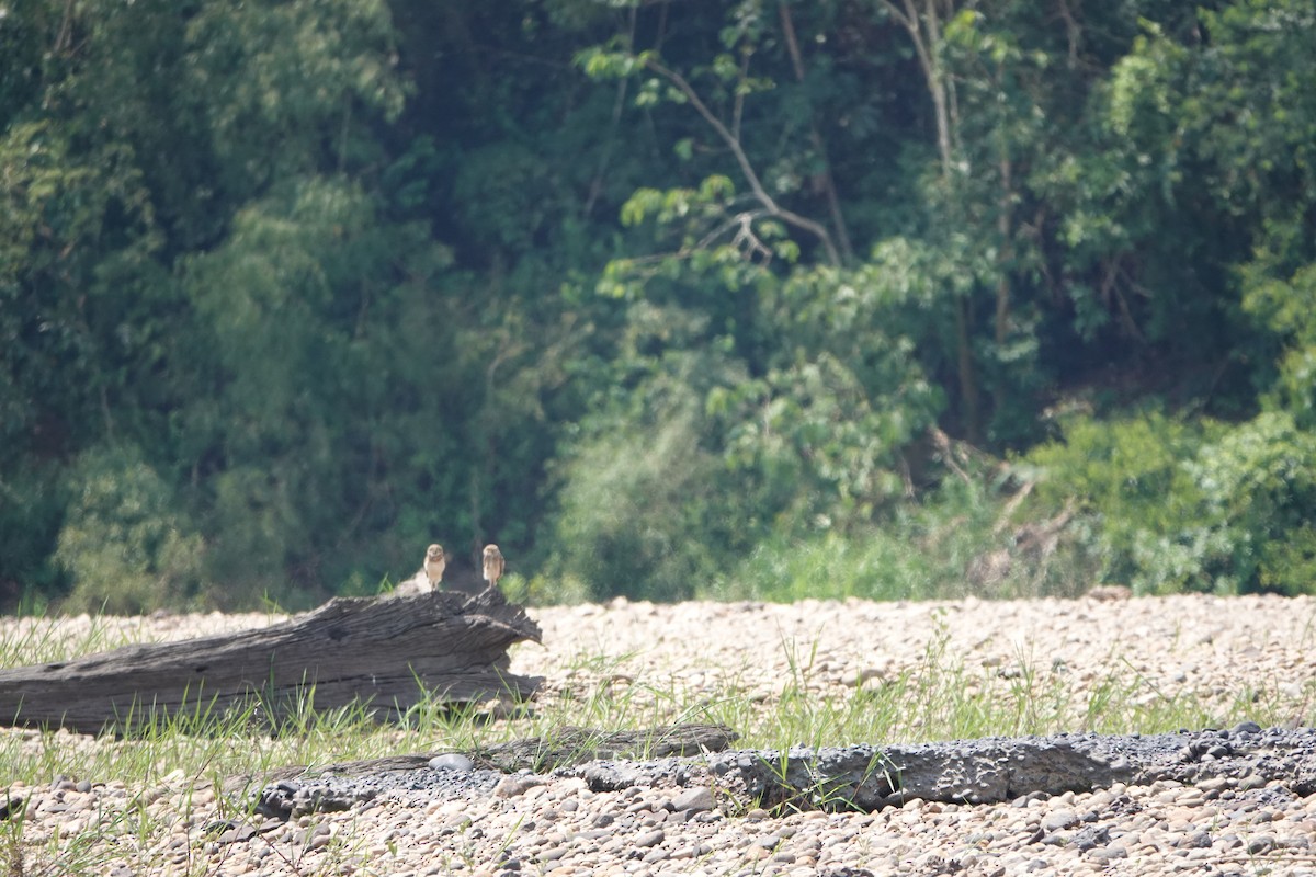 Burrowing Owl - ML644722521