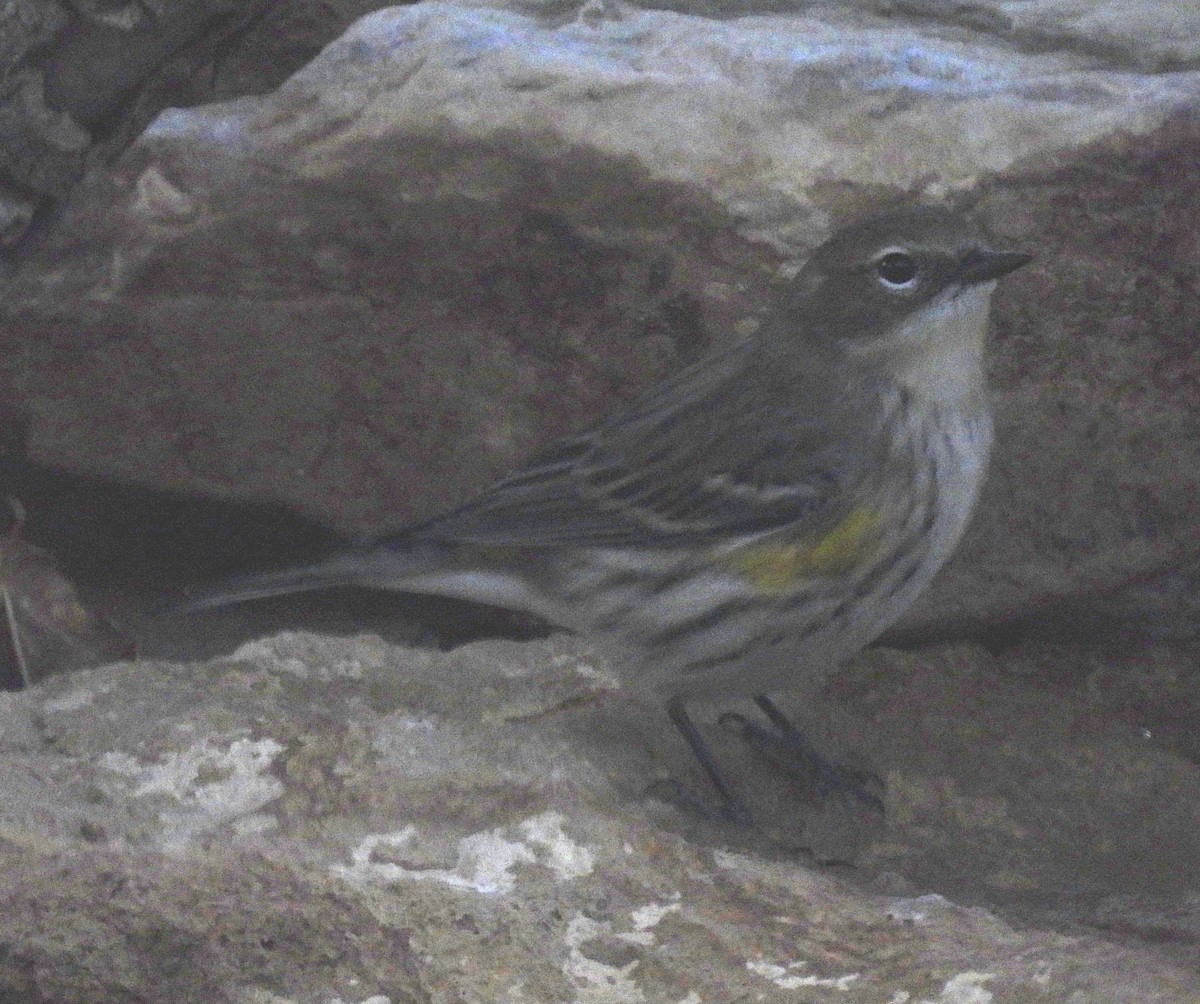 Yellow-rumped Warbler (Myrtle) - ML644722523