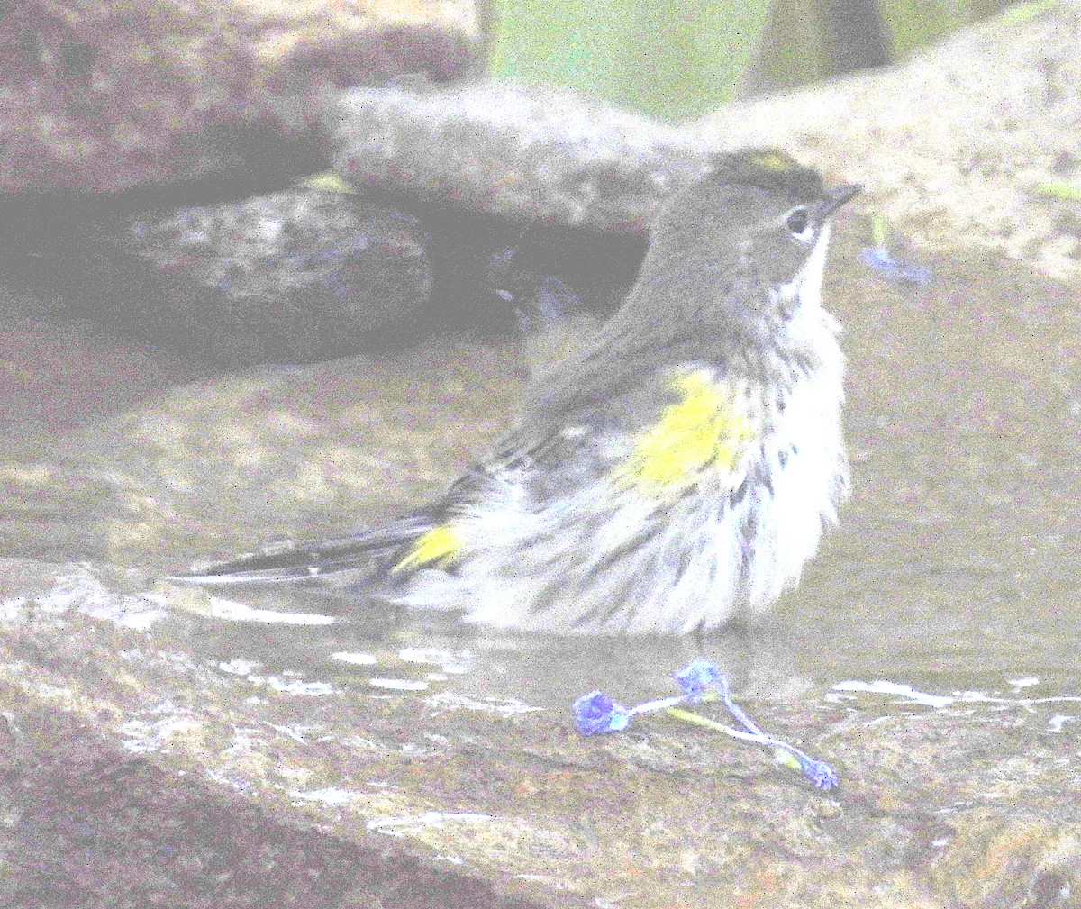 Yellow-rumped Warbler (Myrtle) - ML644722524