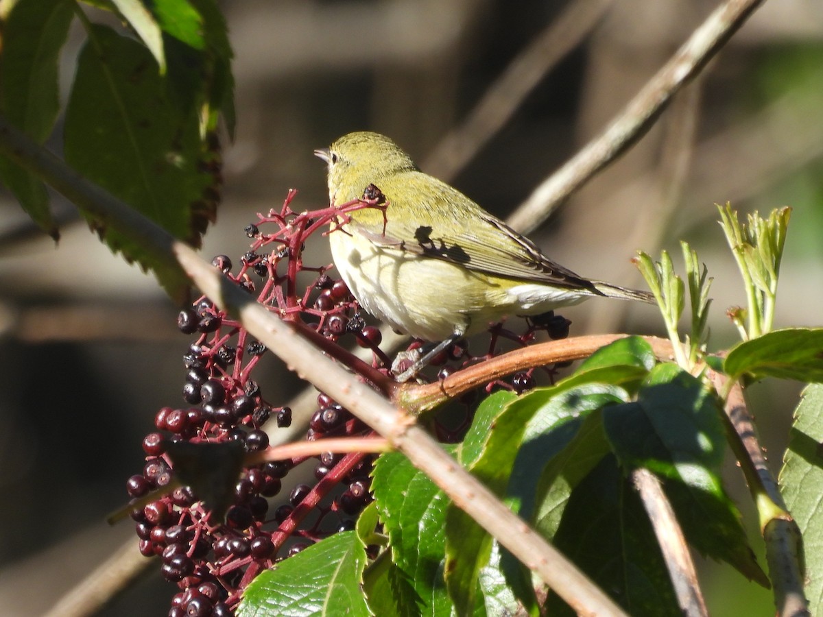 Червоїд світлобровий - ML644722532