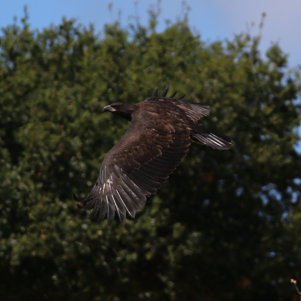 Bald Eagle - ML644722537