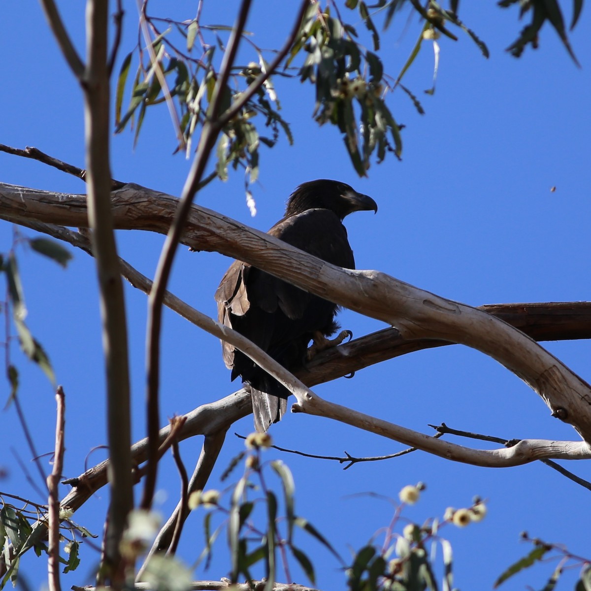 Bald Eagle - ML644722538