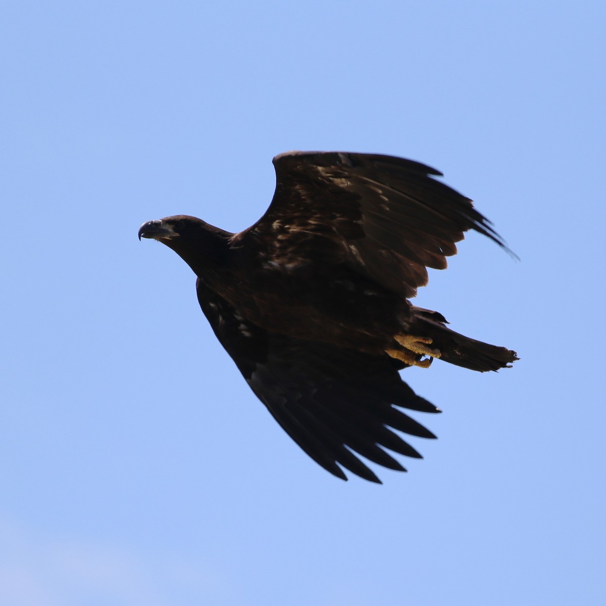 Bald Eagle - ML644722539