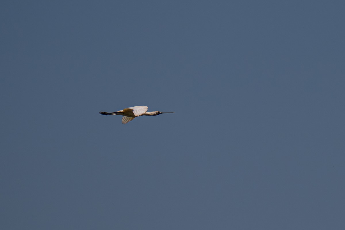 Косар королівський - ML644722545