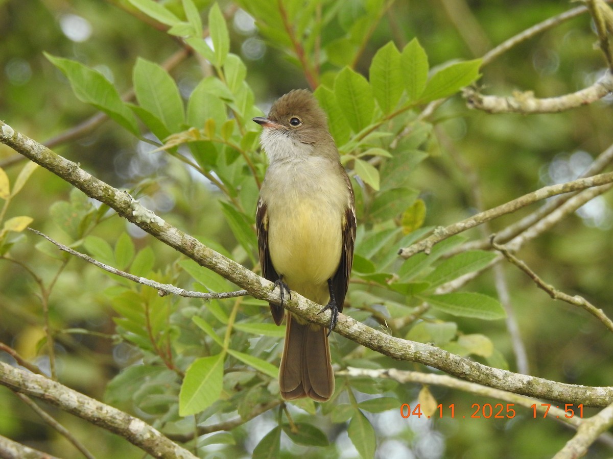 Graubrust-Olivtyrann - ML644722553