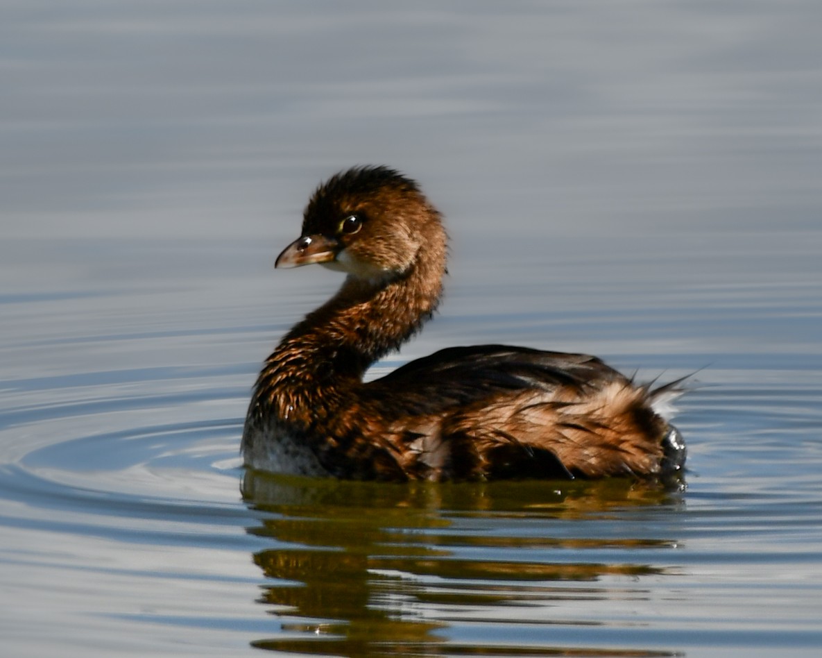 Pied-billed Grebe - ML644722558
