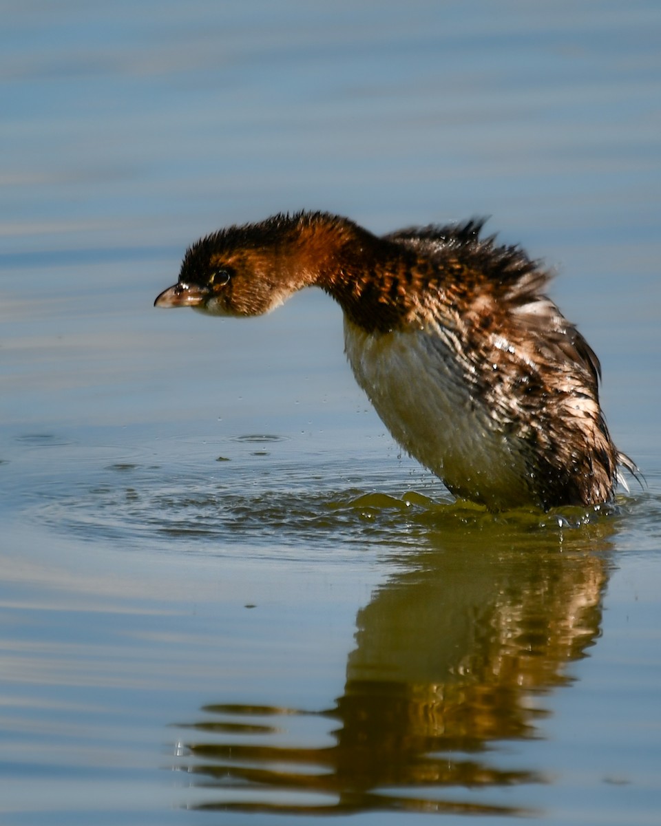 Pied-billed Grebe - ML644722559