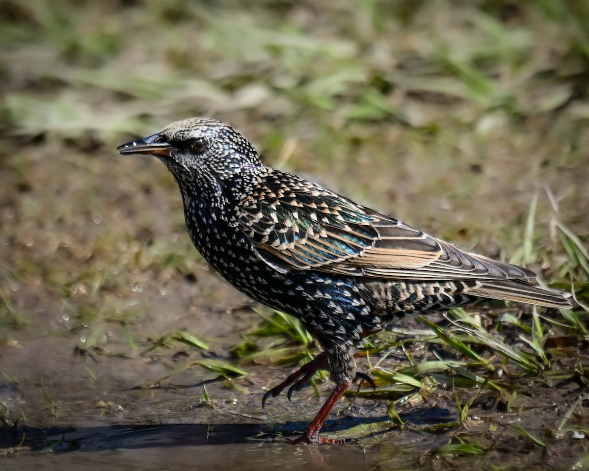 歐洲椋鳥 - ML644722576