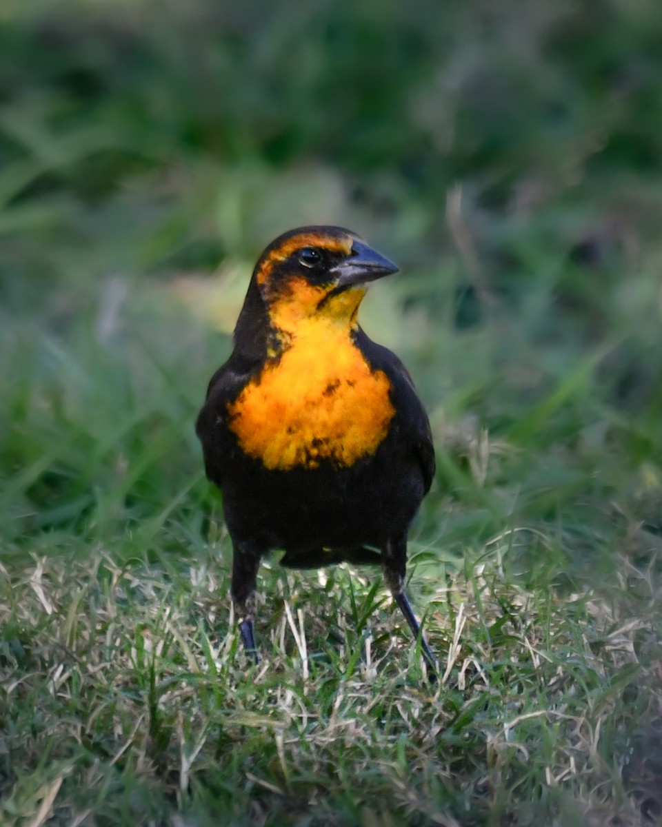 Yellow-headed Blackbird - ML644722578