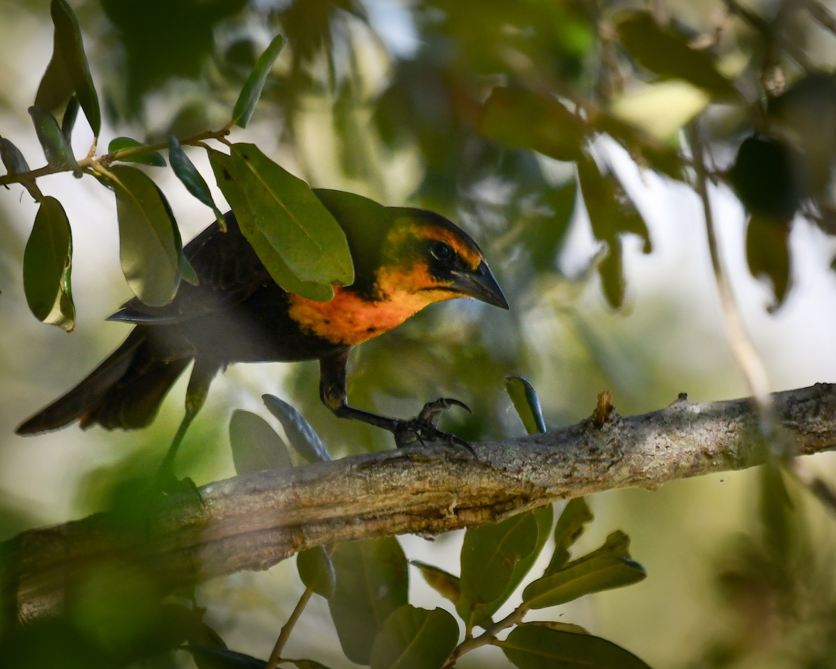 Yellow-headed Blackbird - ML644722579