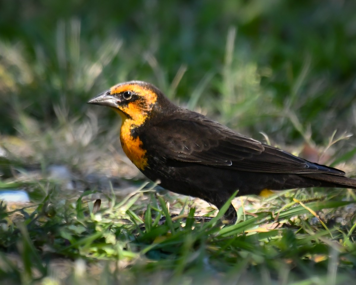 Yellow-headed Blackbird - ML644722580