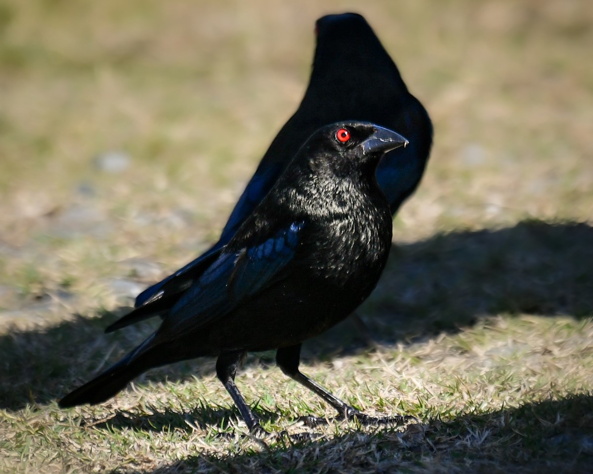 Красноглазый трупиал - ML644722583