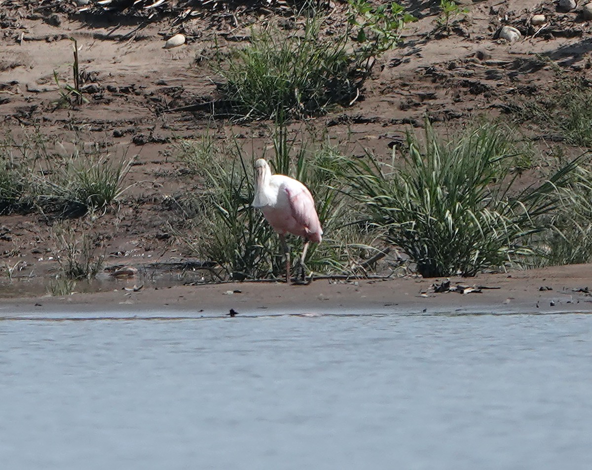 Espátula Rosada - ML644722587