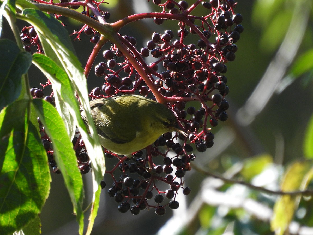 Червоїд світлобровий - ML644722588