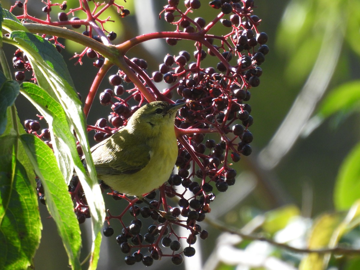 Червоїд світлобровий - ML644722589