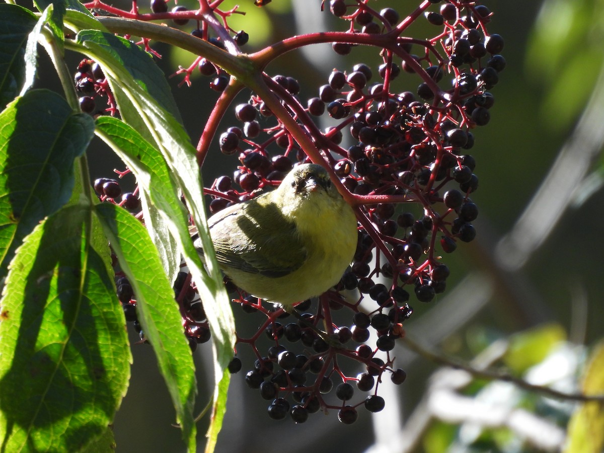 Червоїд світлобровий - ML644722590