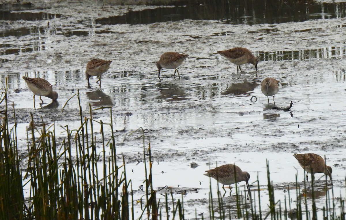 Bécassin à long bec - ML644722602