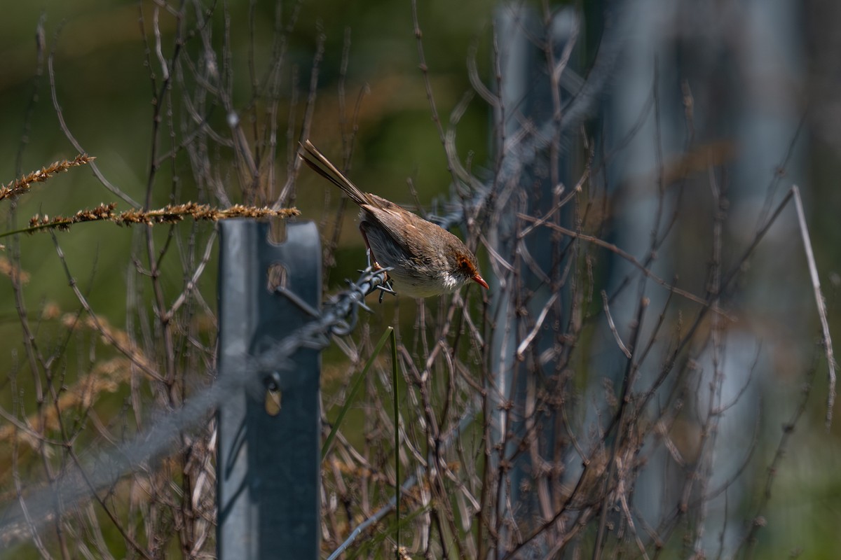 Superb Fairywren - ML644722608