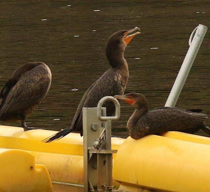 Double-crested Cormorant - ML644722610