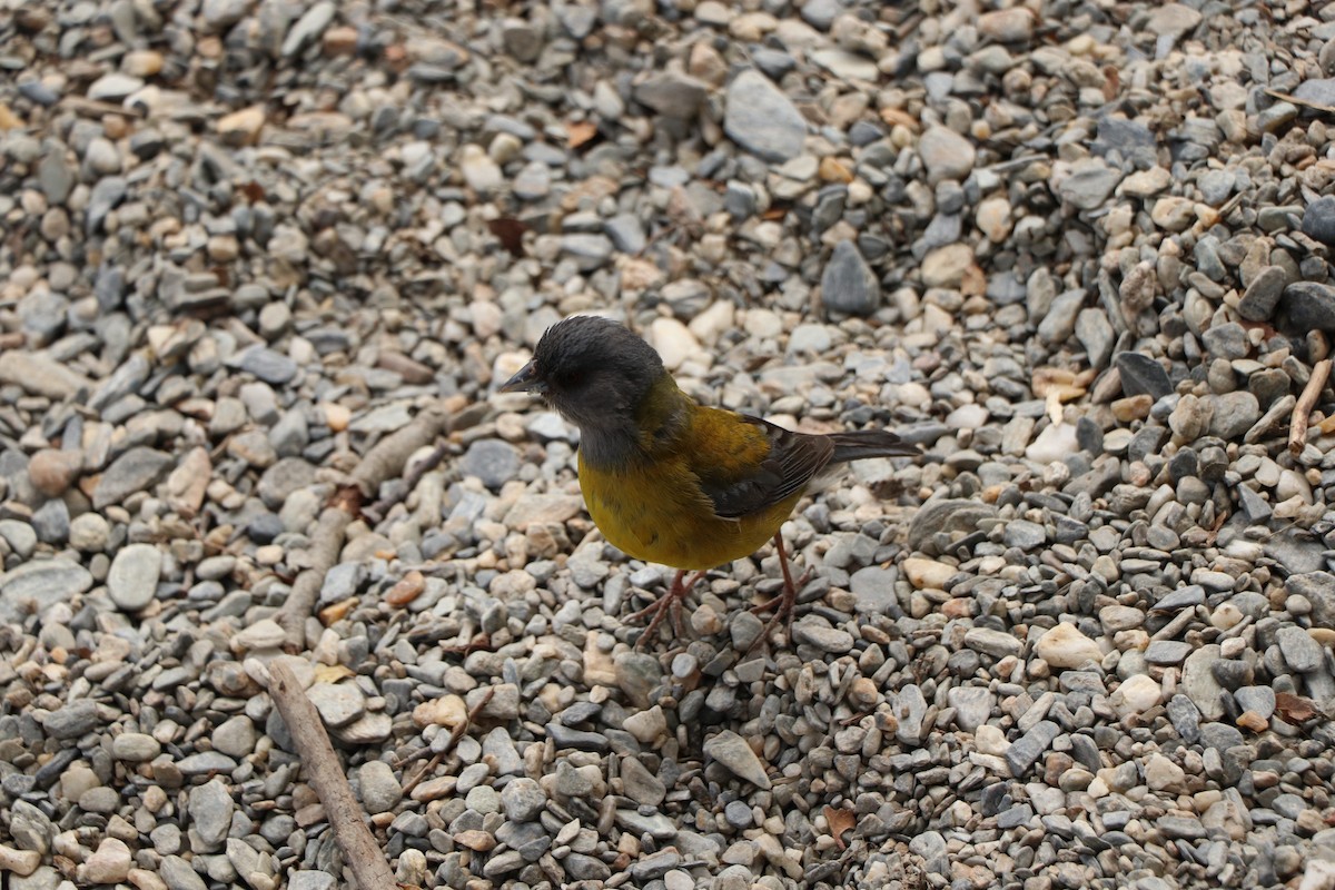 Patagonian Sierra Finch - ML644722611