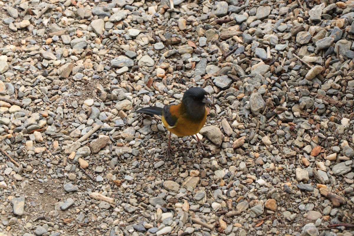 Patagonian Sierra Finch - ML644722612