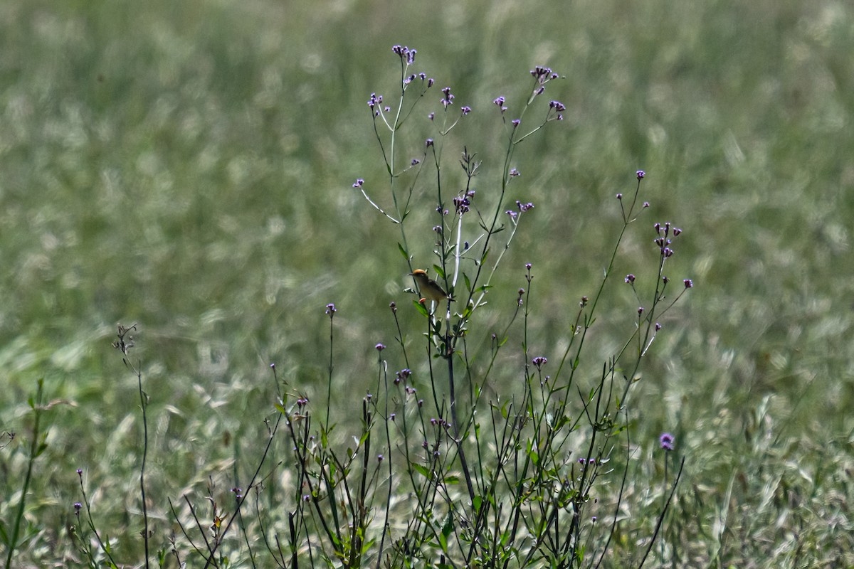 Golden-headed Cisticola - ML644722627
